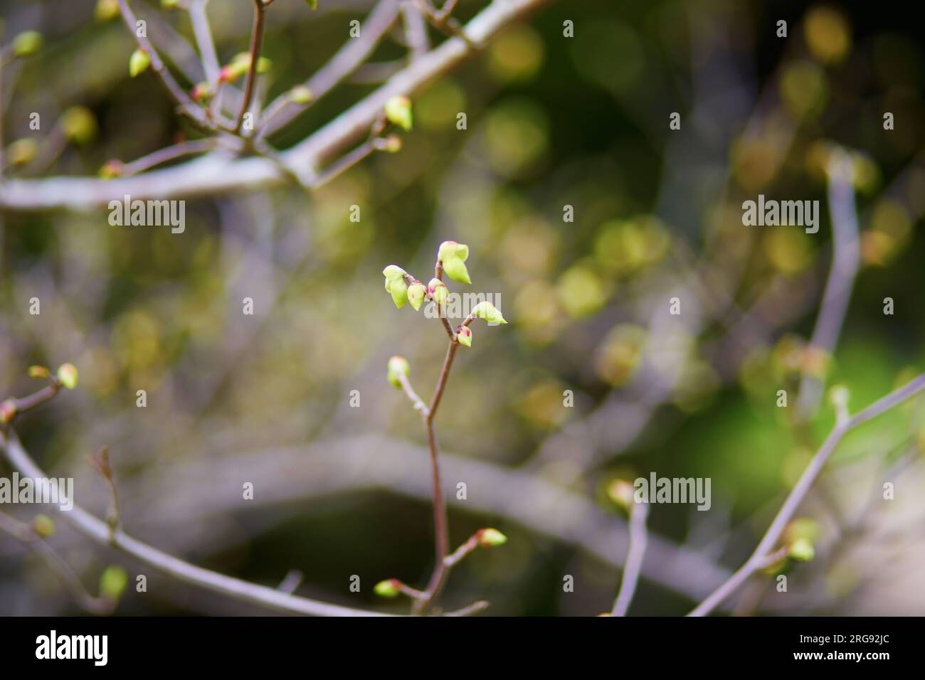 Tree branch with first green leaves on it on a spring day Stock Photo ...