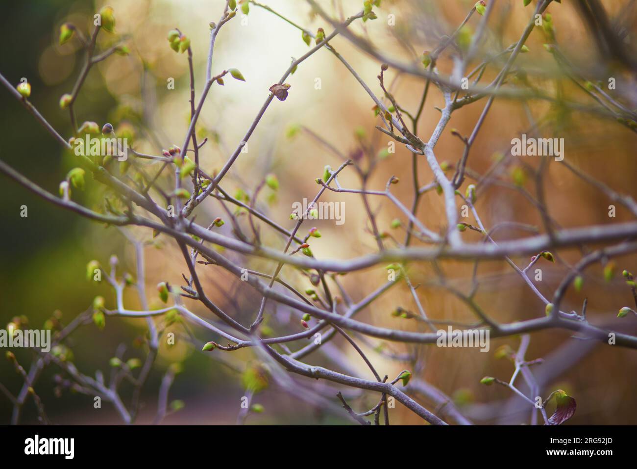 Tree branch with first green leaves on it on a spring day Stock Photo ...