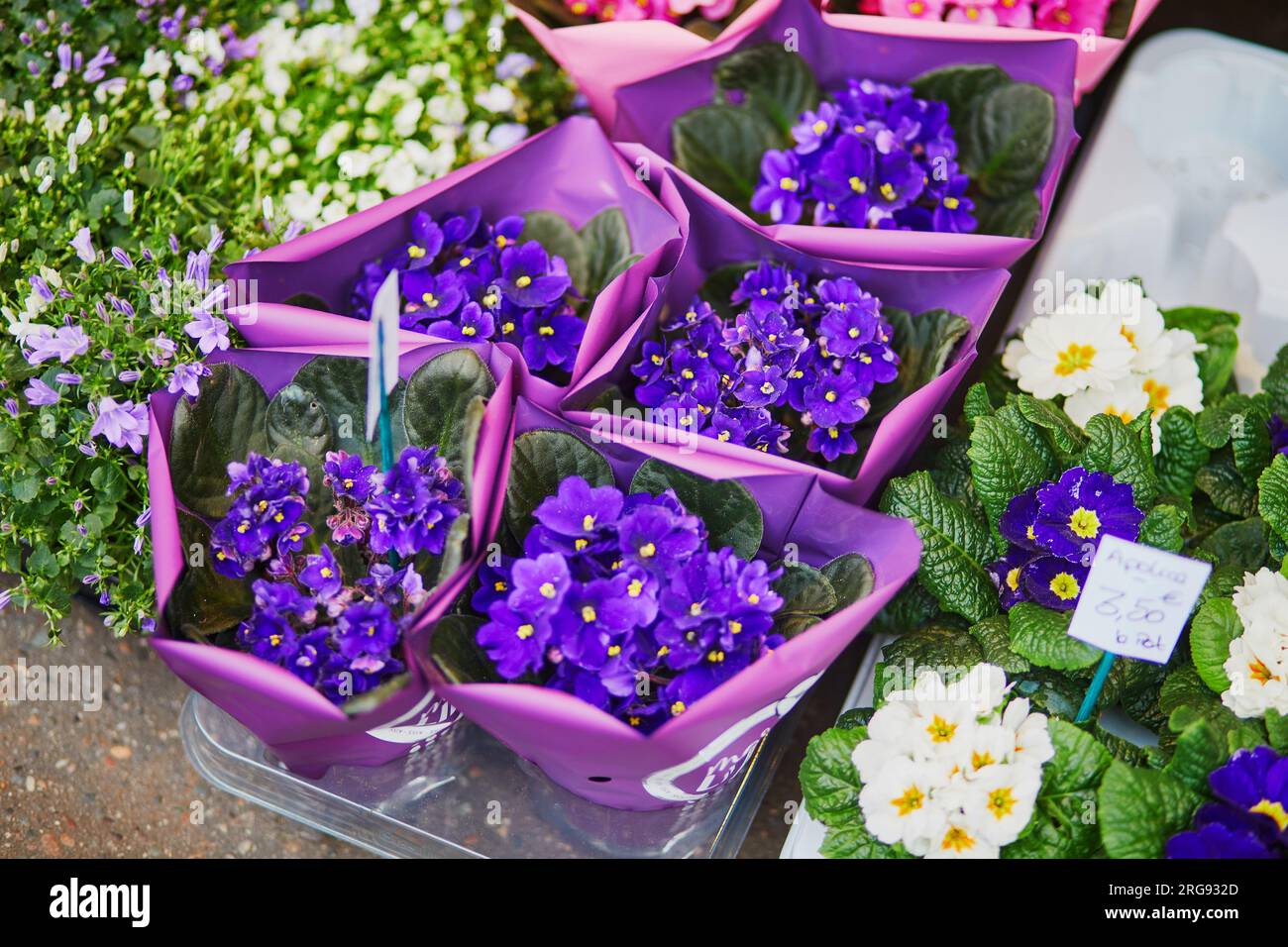 Primula flowers in flower shop in Paris, France Stock Photo