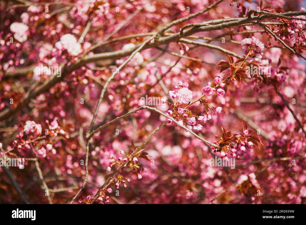 Branch of cherry blossom tree with beautiful pink flowers on a sunny ...