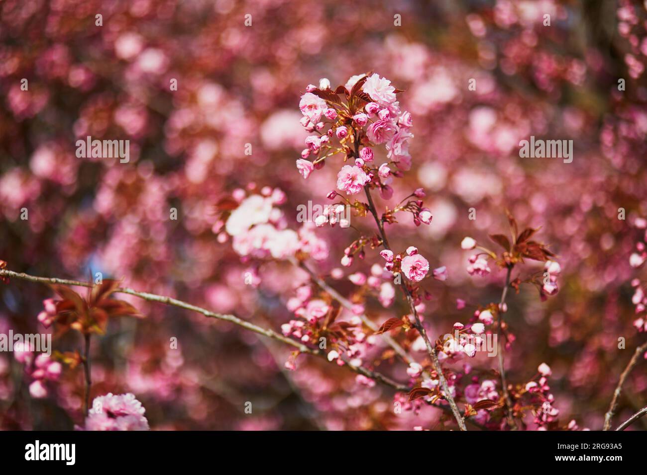 Branch of cherry blossom tree with beautiful pink flowers on a sunny ...