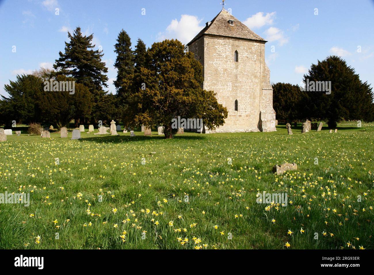 Wild daffodils growing near a church at the village of Kempley, in the Vale of Leadon, Gloucestershire.  The area is famous for its daffodils. Stock Photo