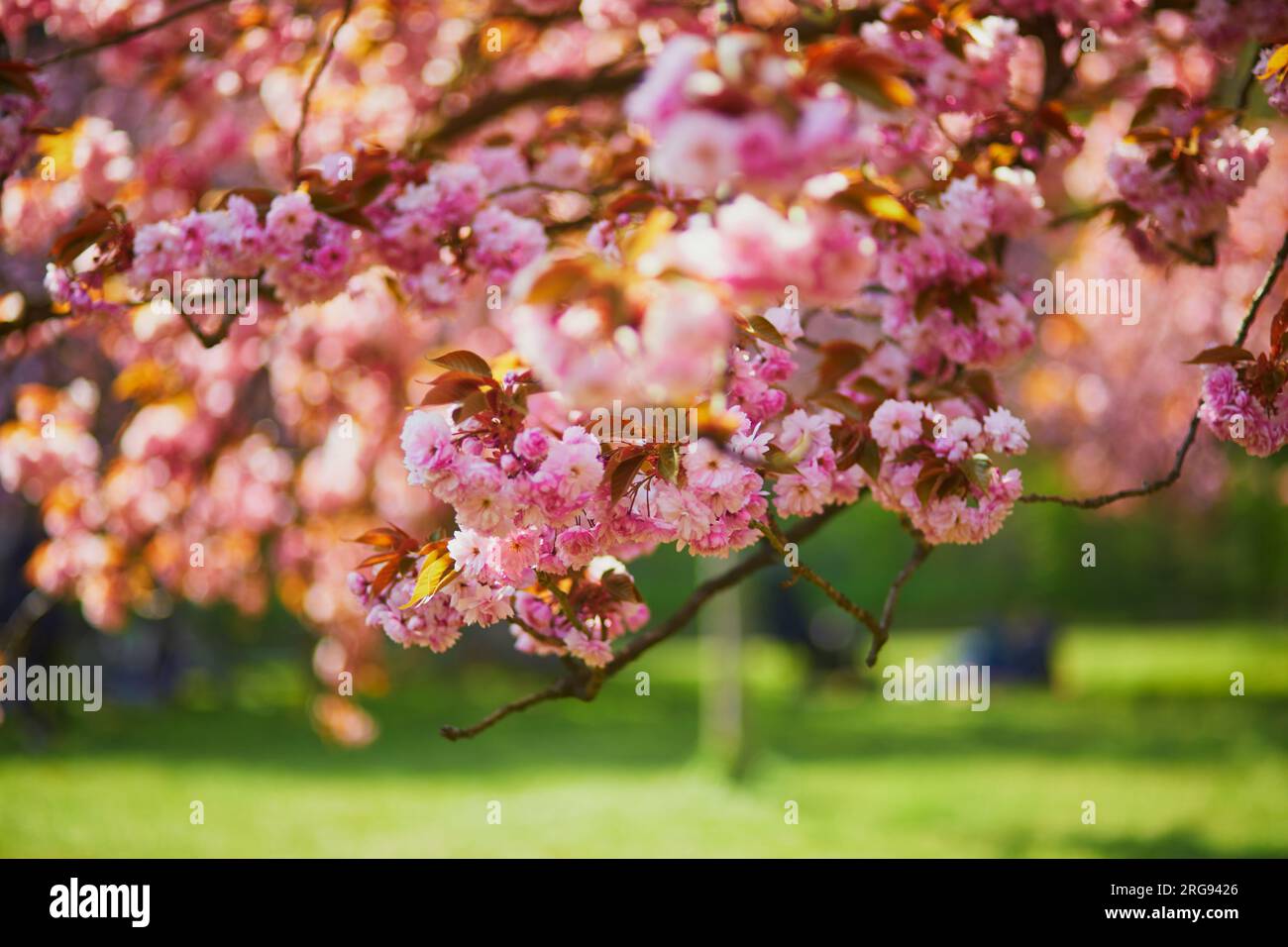 Branch of cherry blossom tree with beautiful pink flowers on a sunny ...