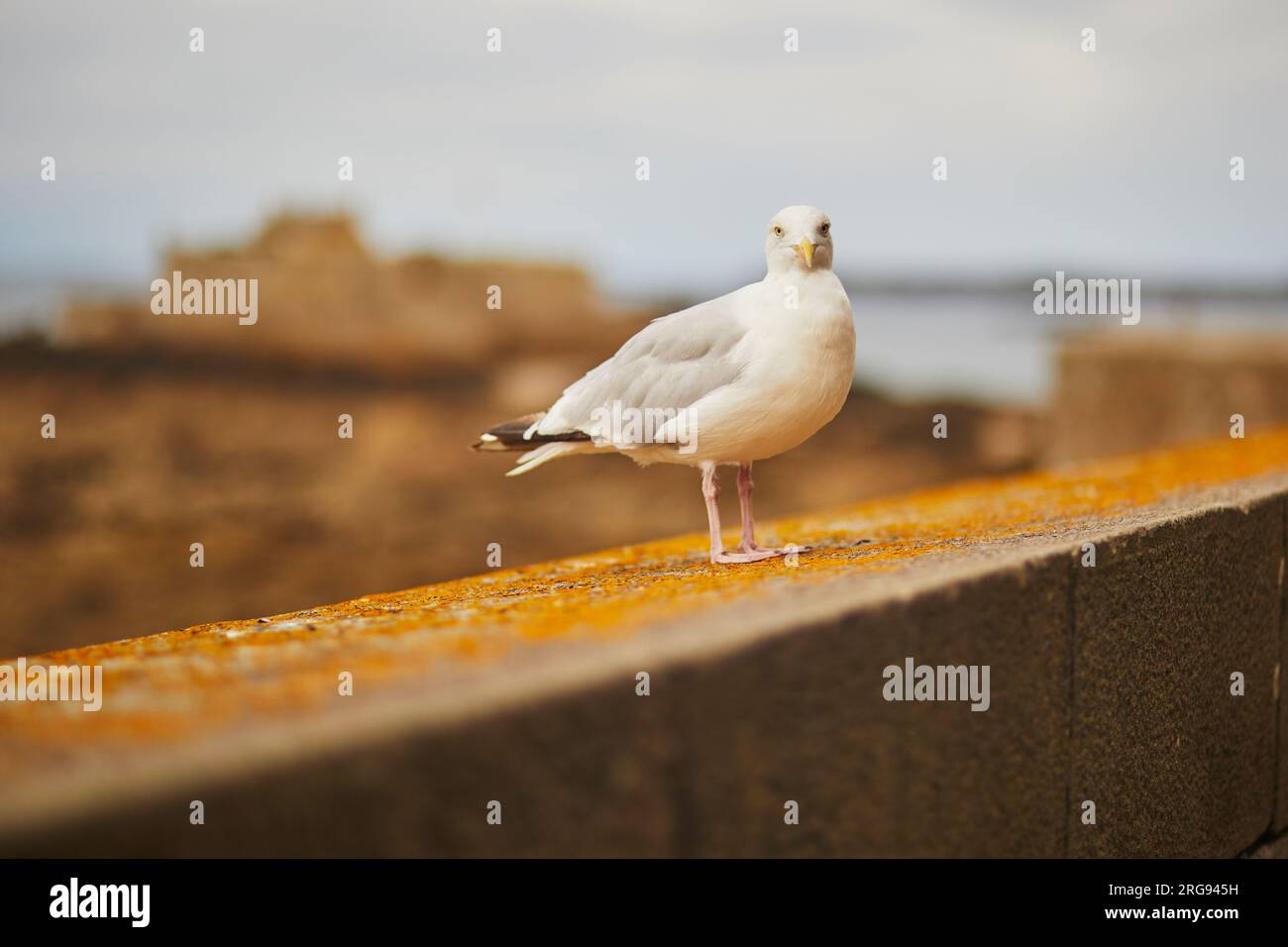 Large seagull on the fortress wall in Saint-Malo Intra-Muros, Brittany, France Stock Photo