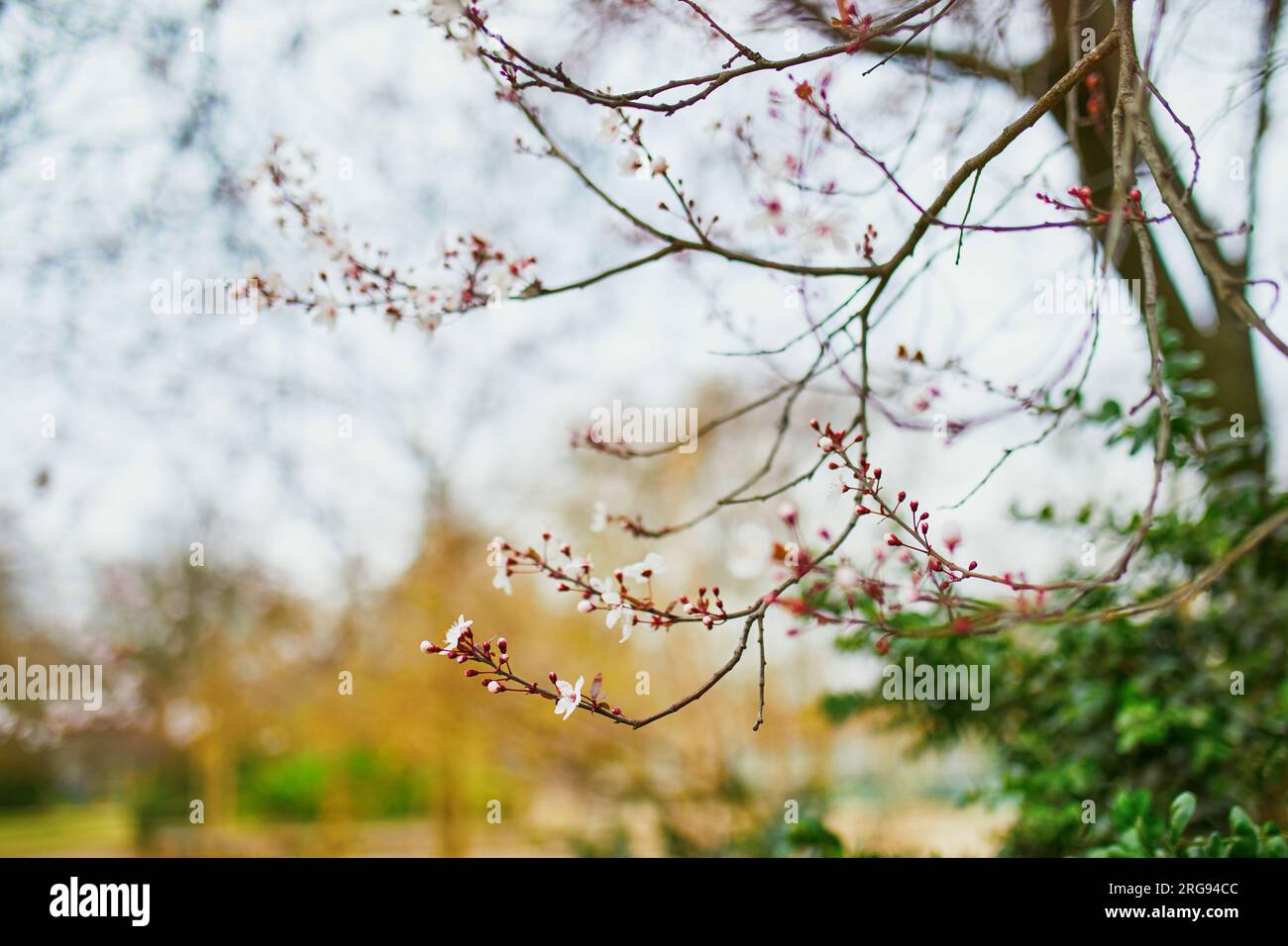 Beautiful pink cherry blossom tree in full bloom on a spring day Stock ...