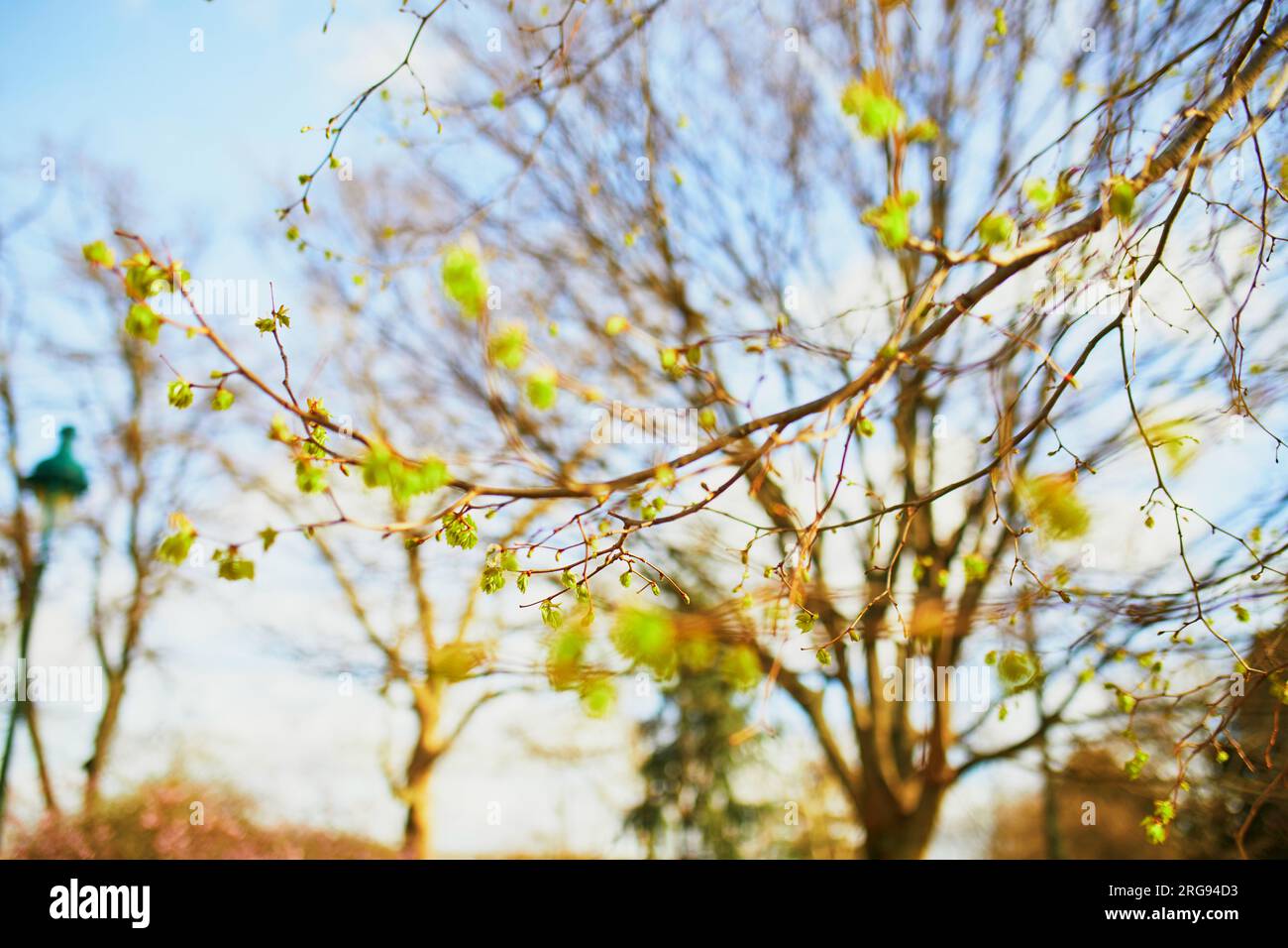 Tree branch with first green leaves on it on a spring day Stock Photo ...