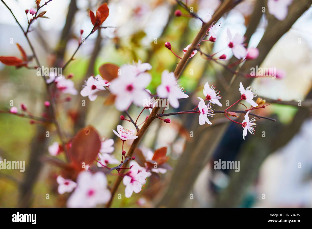 Beautiful pink cherry blossom tree in full bloom on a spring day Stock ...