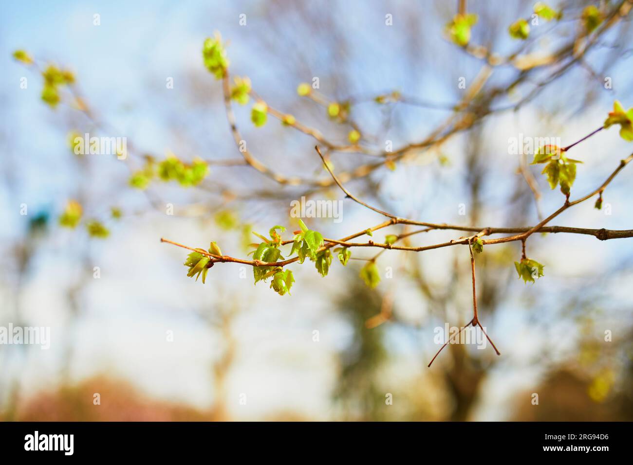 Tree branch with first green leaves on it on a spring day Stock Photo ...