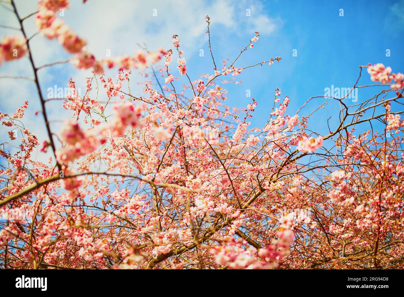 Beautiful pink cherry blossom tree in full bloom on a spring day Stock ...