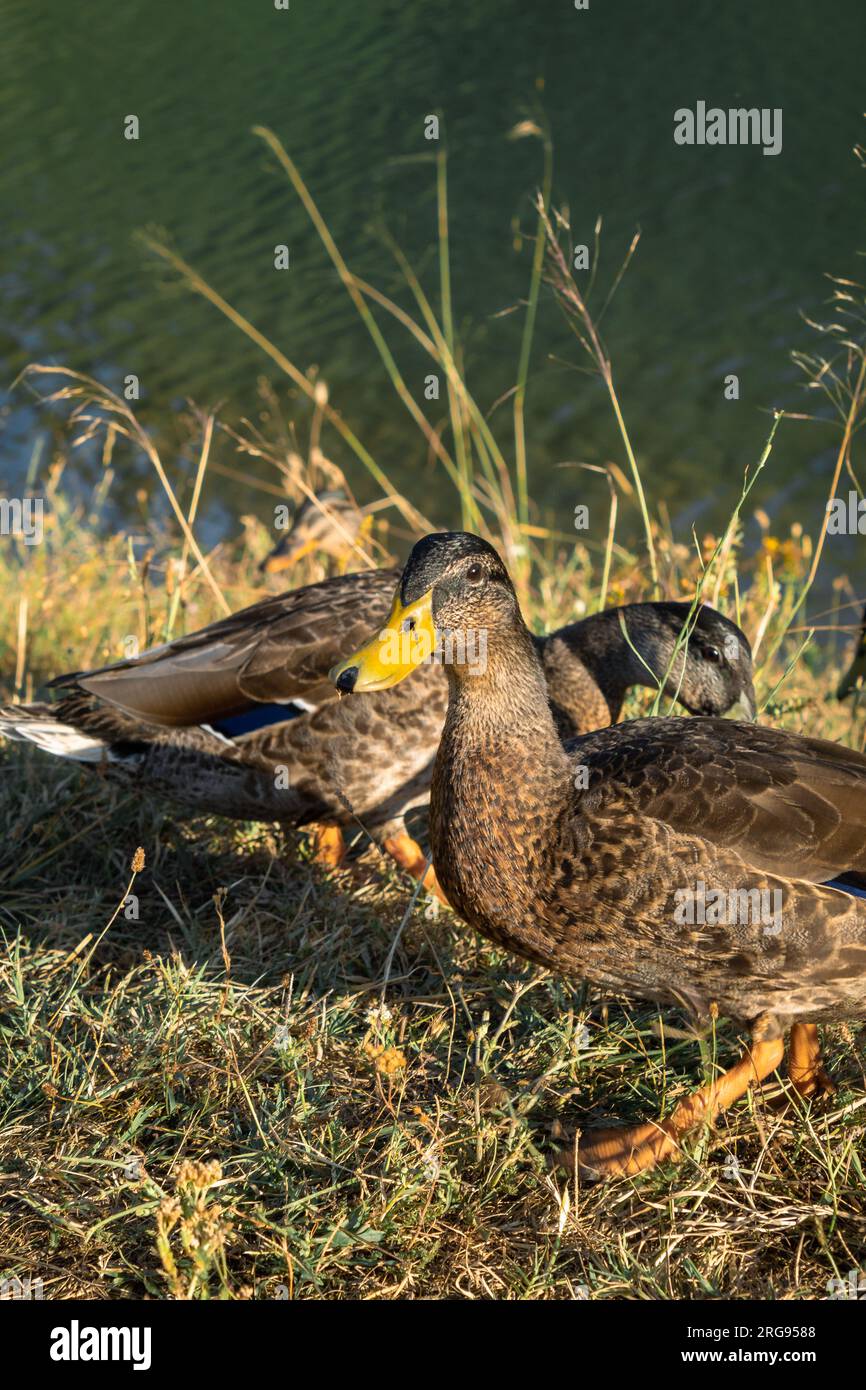 Tiny ducks hi-res stock photography and images - Alamy