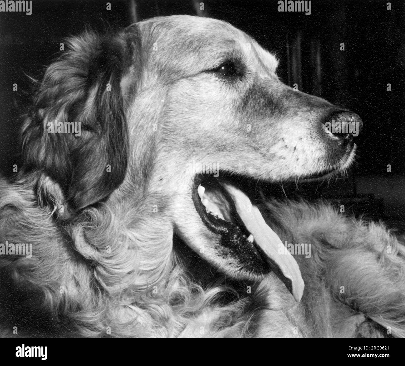Large dog with its mouth open and tongue hanging out Stock Photo Alamy