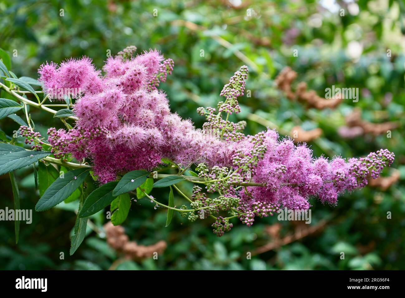 Purple Bridewort Flowers, Spirea Salicifolia. Stock Photo
