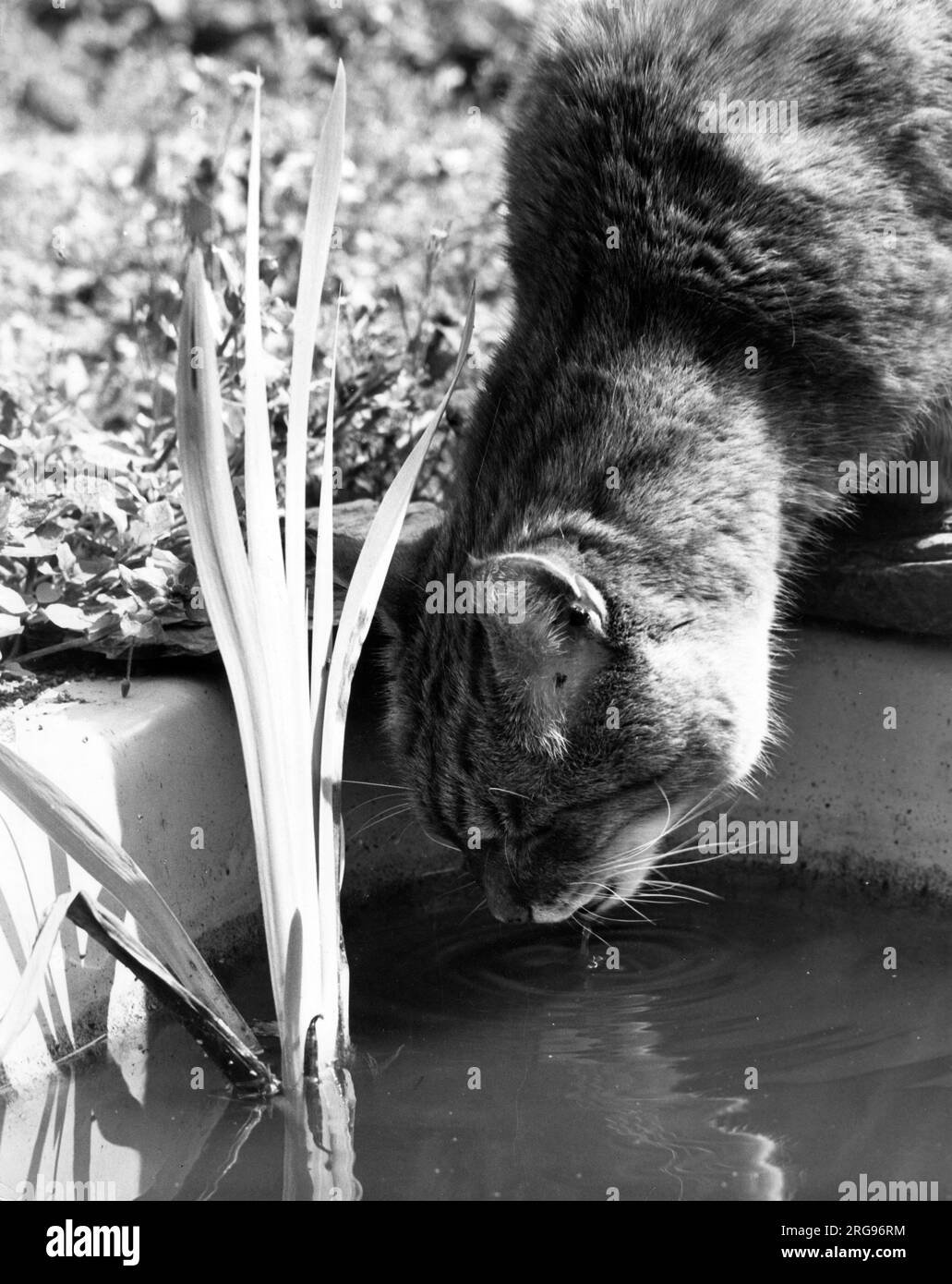 Cat drinking water from a garden pond Stock Photo Alamy