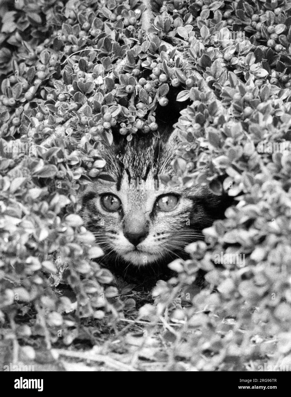 Tabby kitten peeping through foliage. Stock Photo