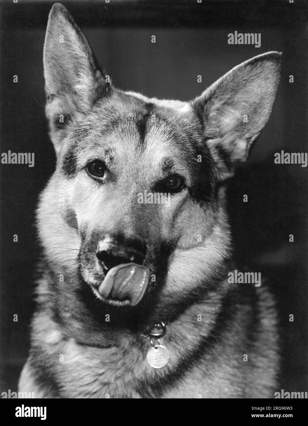 German Shepherd dog licking its own nose. Date circa 1960s Stock Photo