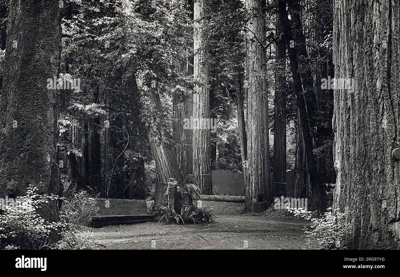 Bohemian Club (of San Francisco) Bohemian Grove Open-air Theatre - log benches and awnings. Every year, the club hosts a two-week-long (three weekends) camp at Bohemian Grove, which is notable for its guest list and eclectic Cremation of Care ceremony which mockingly burns &quot;Care&quot; (the normal woes of life) with grand pageantry, pyrotechnics, and brilliant costumes, all done at the edge of a lake and at the base of a forty-foot &quot;stone&quot; owl statue. In addition to that ceremony (devised by co-founder James F. Bowman in 1881), there are also two outdoor performances (dramati Stock Photo
