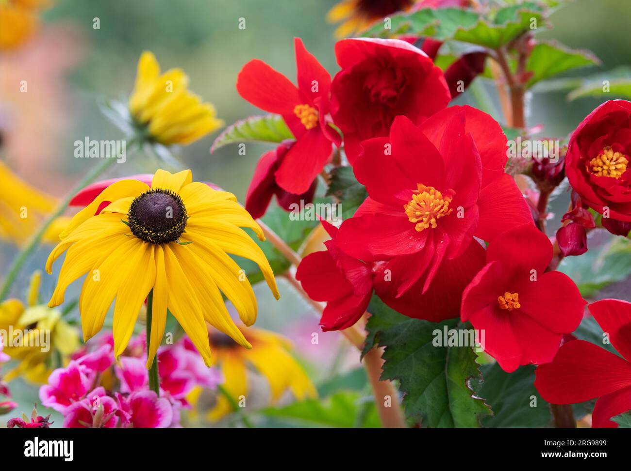 Red Begonia and rudbeckia flowers in August. UK Stock Photo