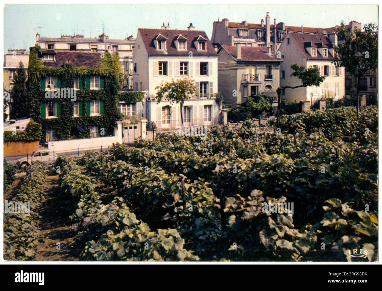 Vineyard in Montmartre, Paris, France. Stock Photo