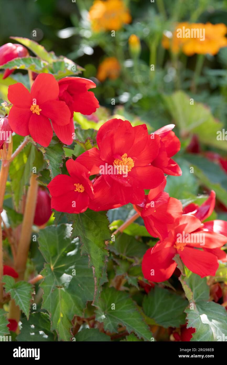 Red Begonia in August. UK Stock Photo
