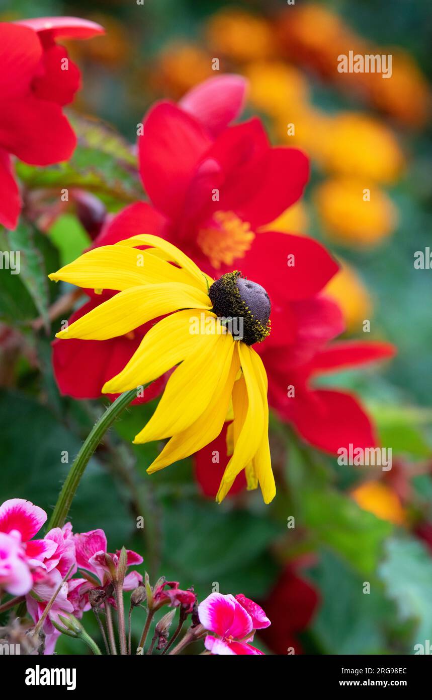 Rudbeckia flower in front of Red Begonias in August. UK Stock Photo