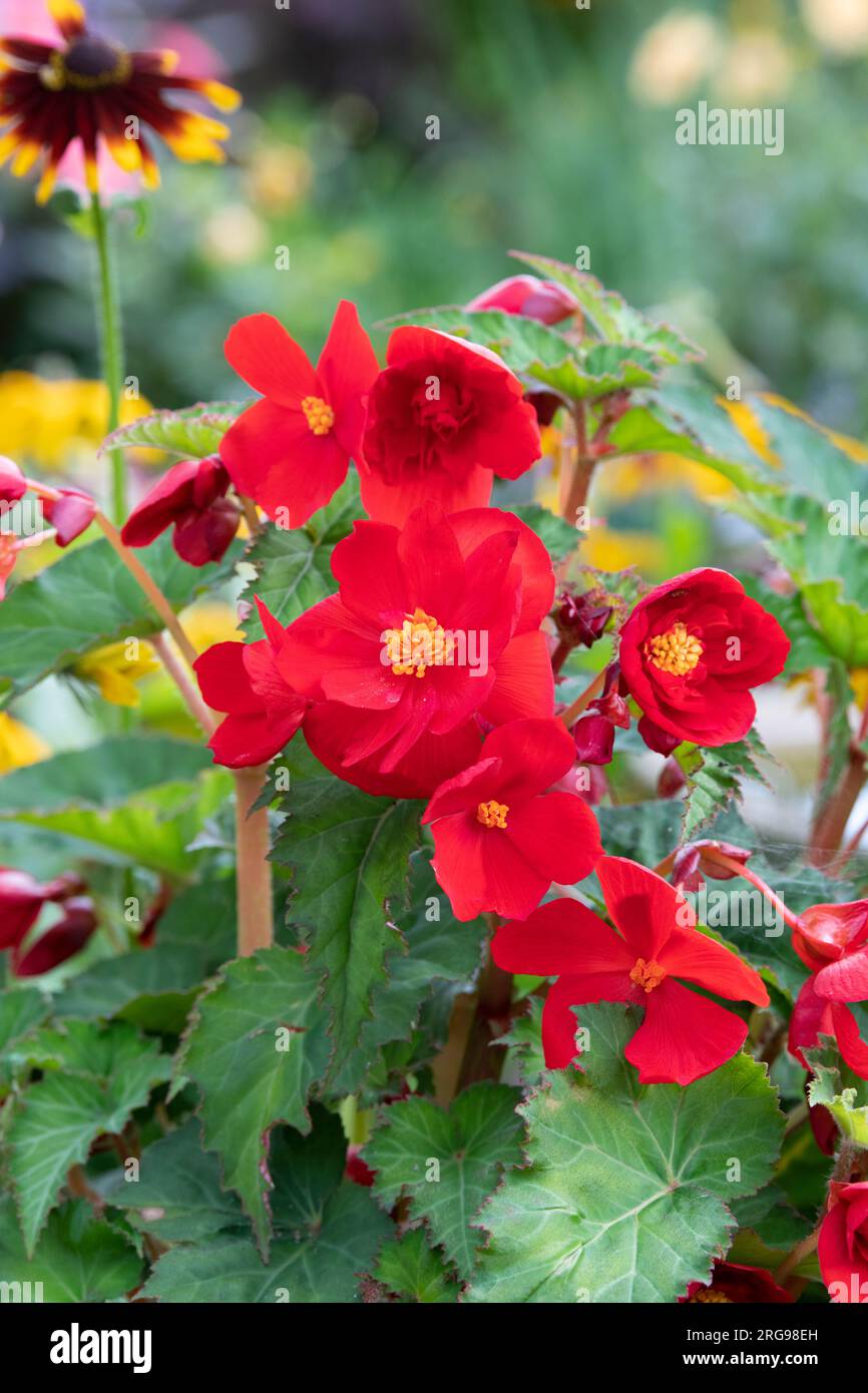 Red Begonia in August. UK Stock Photo