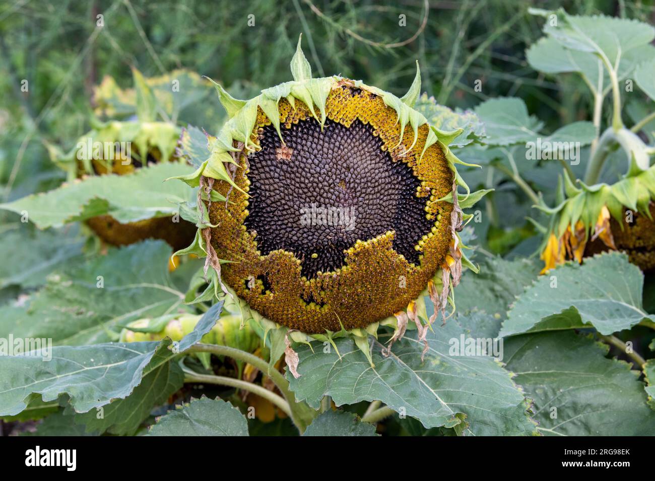 Helianthus annuus. Sunflower going to seed Stock Photo