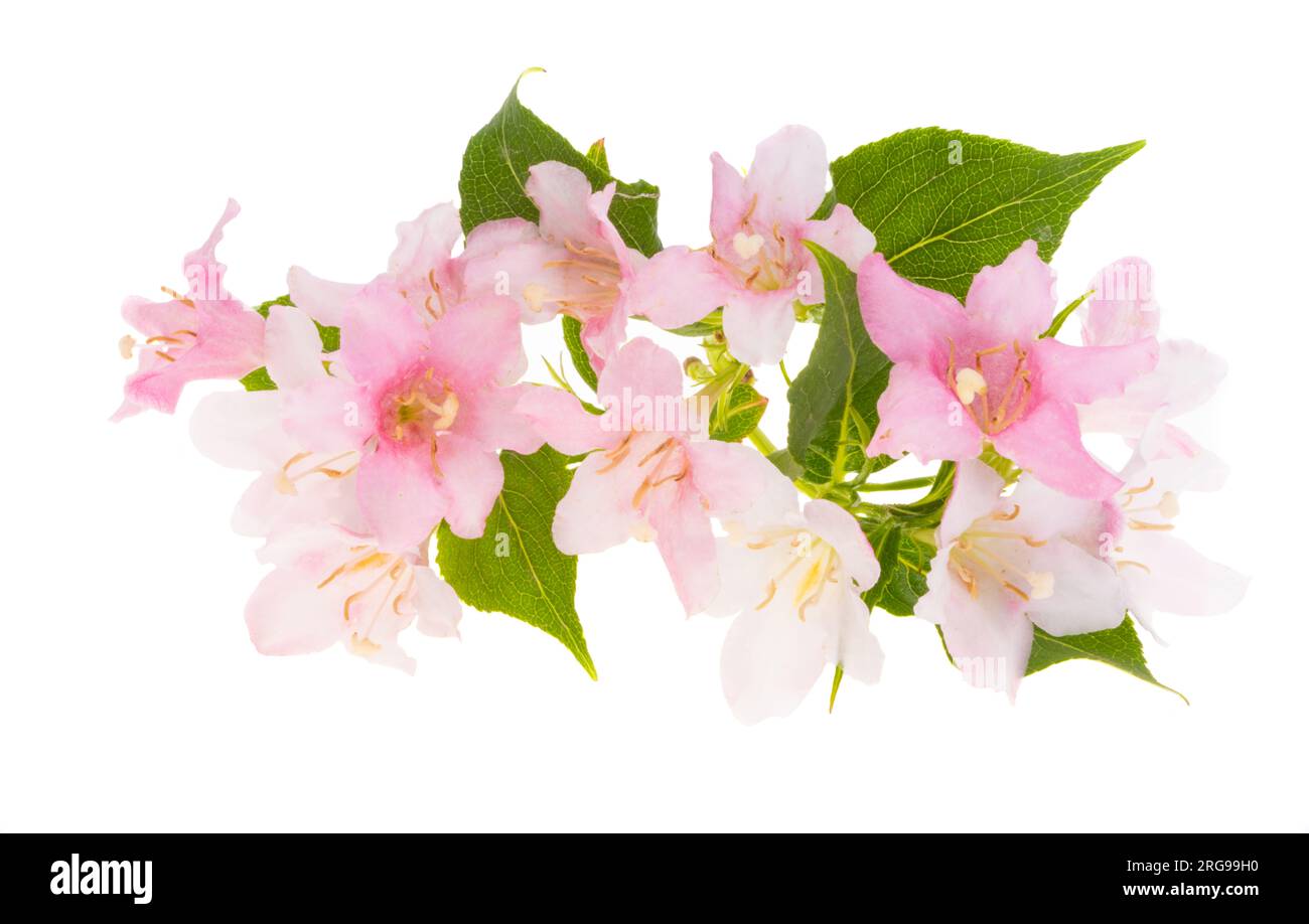 azalea flower isolated on white background Stock Photo - Alamy