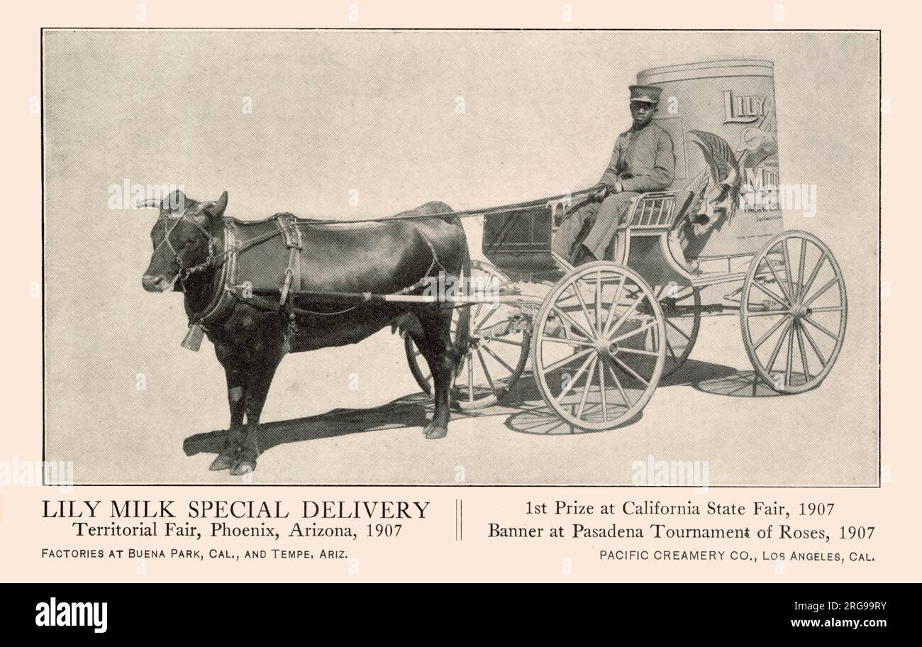 Advert, Lily Milk Special Delivery from the Pacific Creamery Co, Los Angeles, California, USA - Territorial Fair, Phoenix, Arizona, 1907, 1st Prize at California State Fair, 1907, Banner at Pasadena tournament of Roses, 1907. Stock Photo