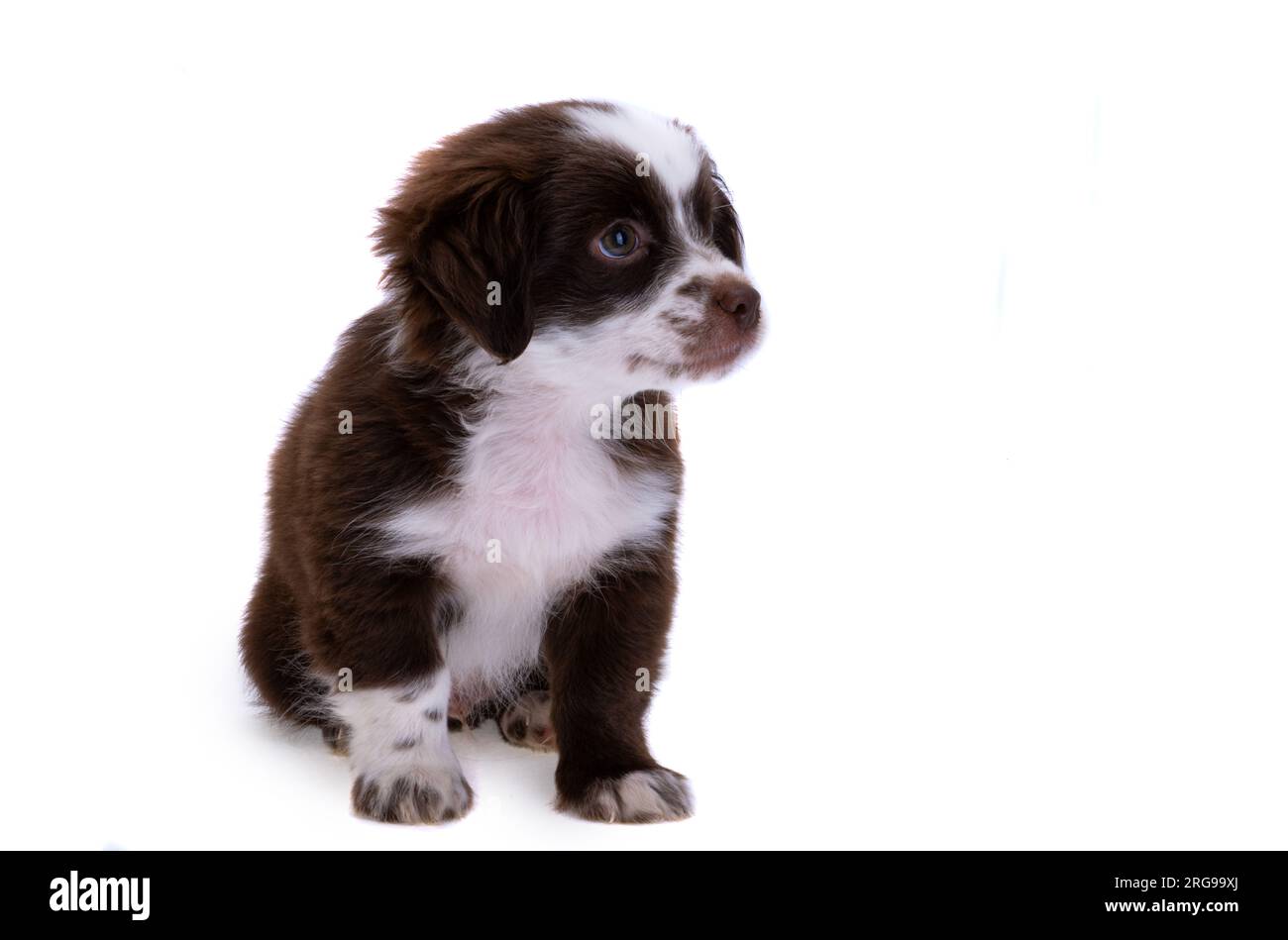 puppy isolated on white background Stock Photo - Alamy