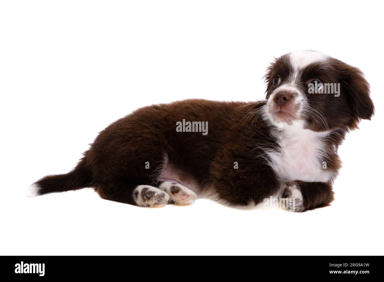 puppy isolated on white background Stock Photo - Alamy