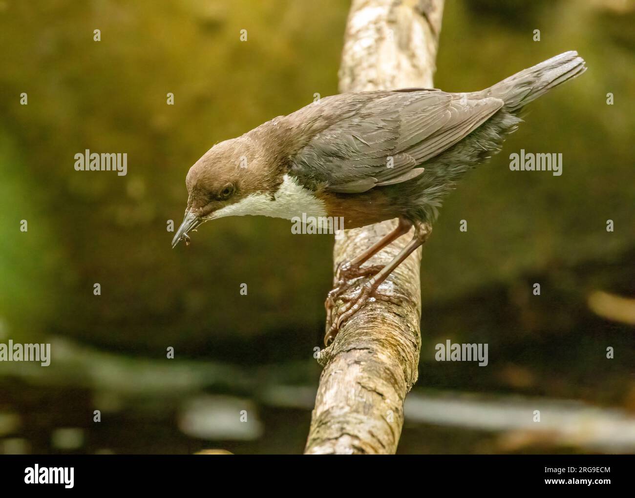 Dipper bird gathering bugs from the river to feed young Stock Photo