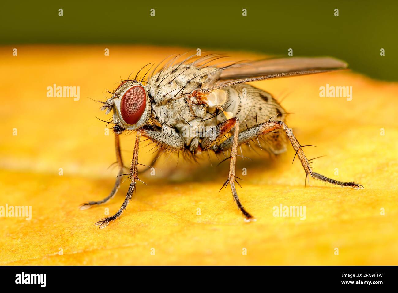Macrophotograph of a small Muscidae fly resting on an orange leaf on a summer day Stock Photo