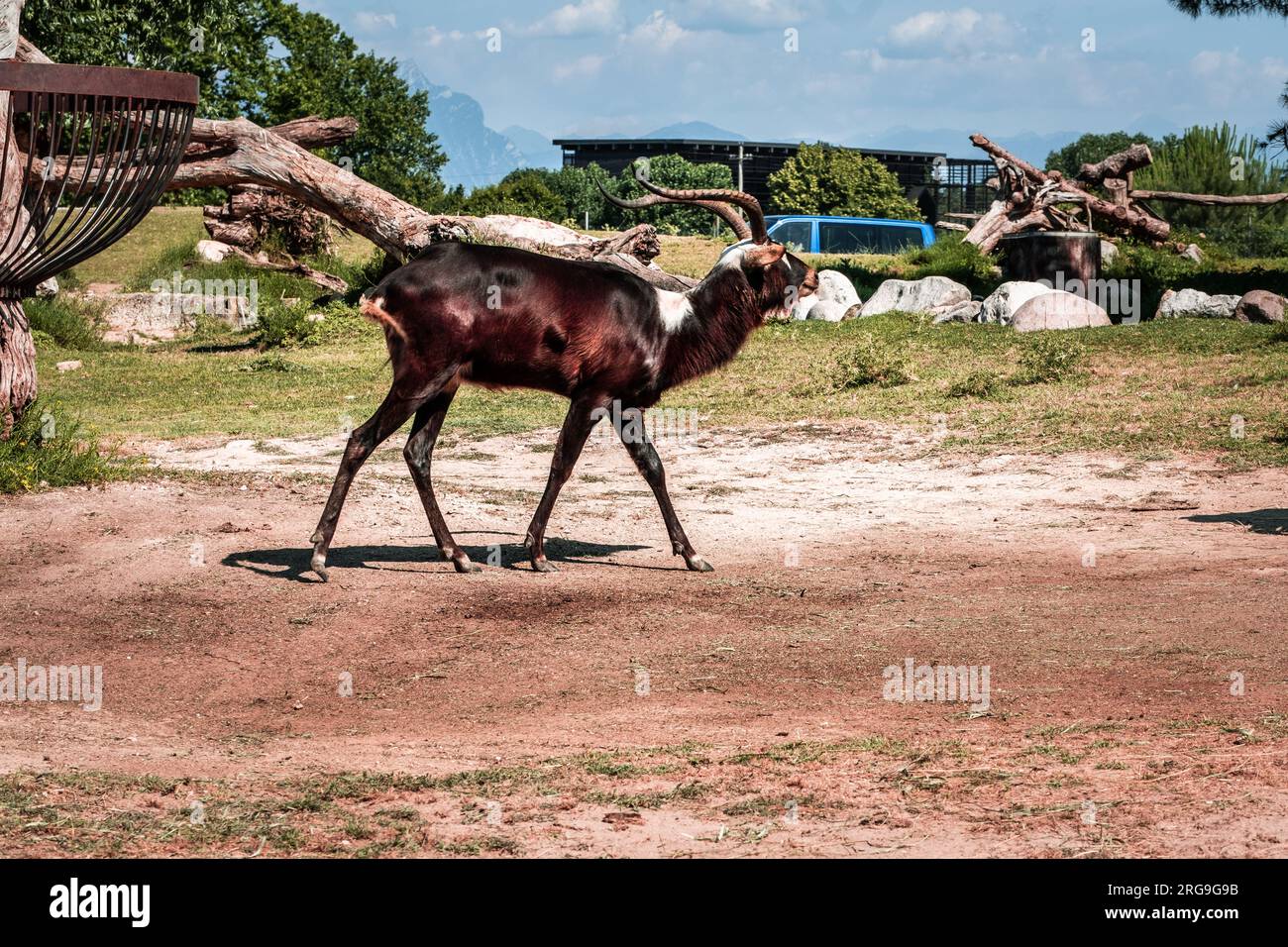 A Captivating Safari: Encharting Animals at Biopark Bussolengo Stock Photo