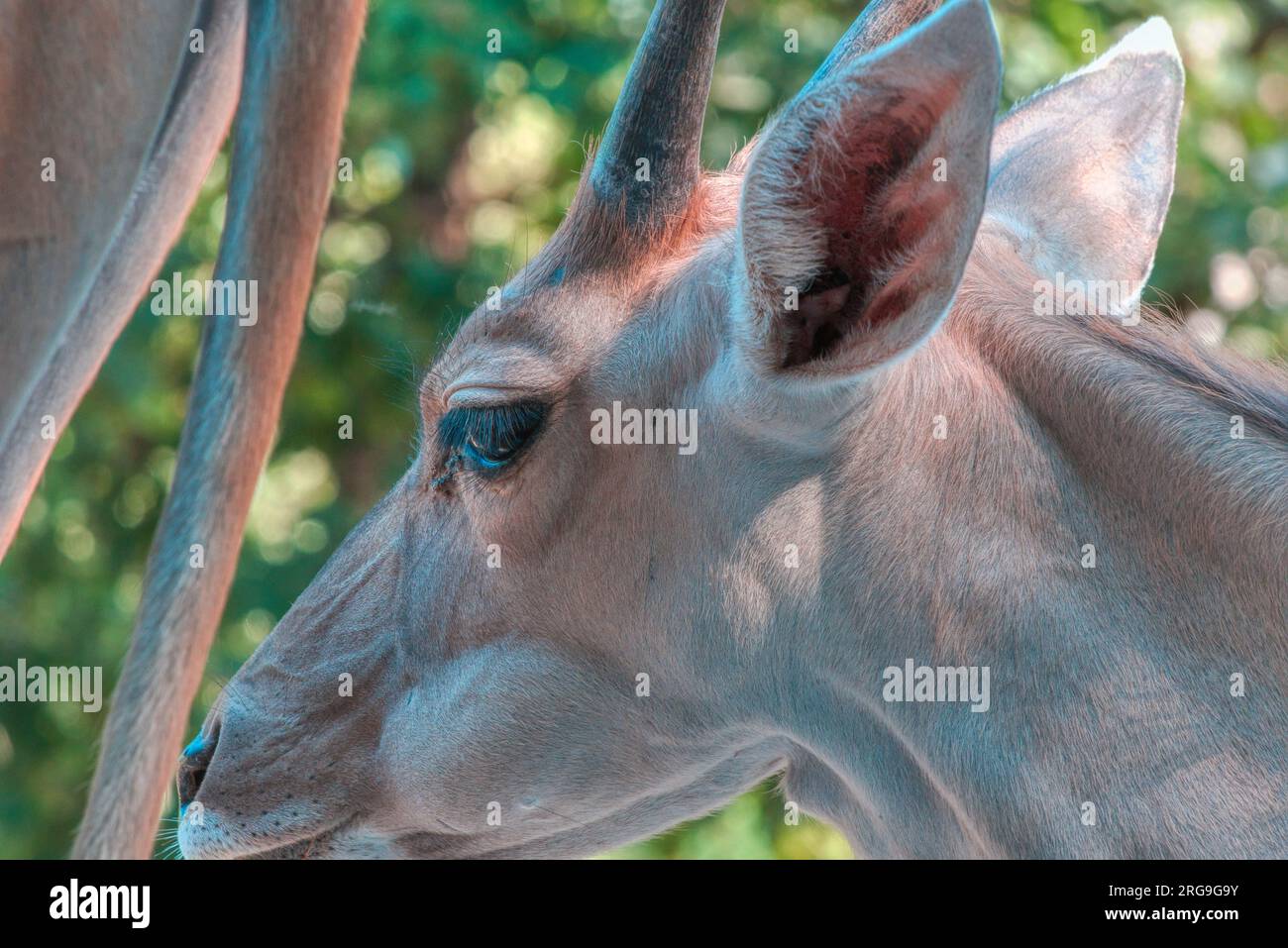 A Captivating Safari: Encharting Animals at Biopark Bussolengo Stock Photo