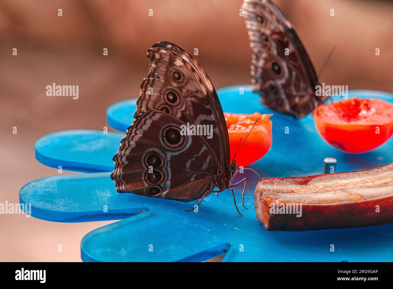 A Captivating Safari: Encharting Animals at Biopark Bussolengo Stock Photo