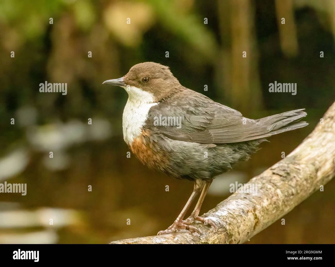 Dipper bird gathering bugs from the river to feed young Stock Photo