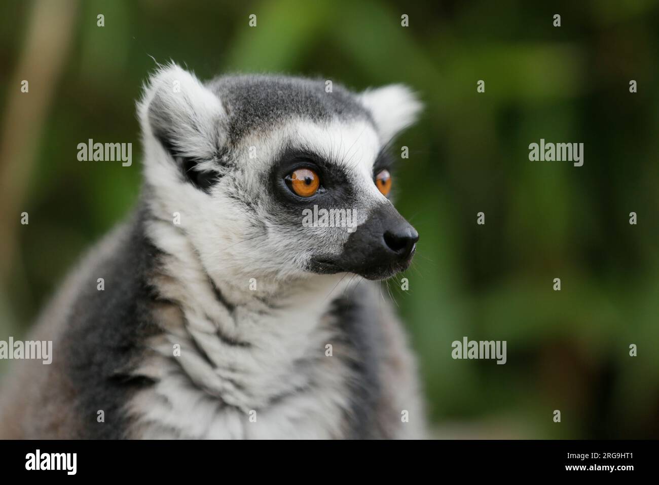 Ringtailed lemur Look at its beautiful orange beadlike eyes Stock