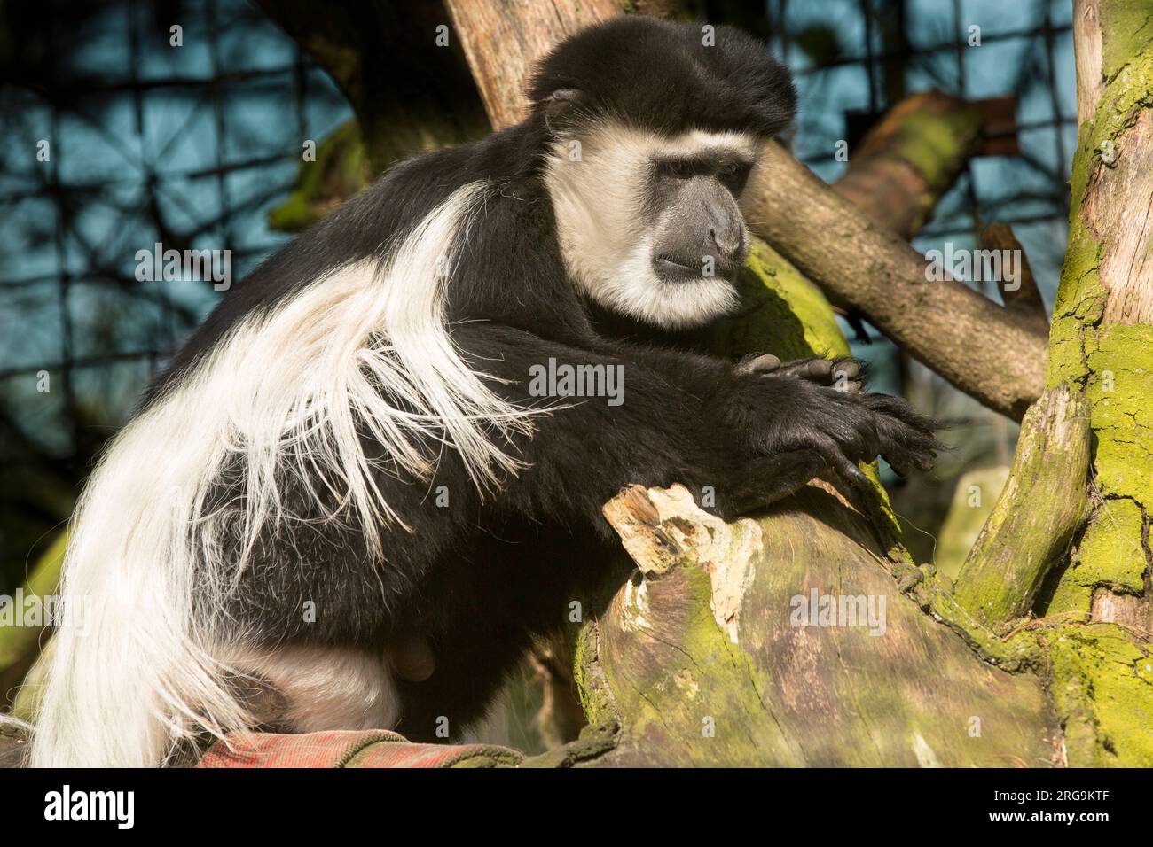 Monkey meme hi-res stock photography and images - Alamy