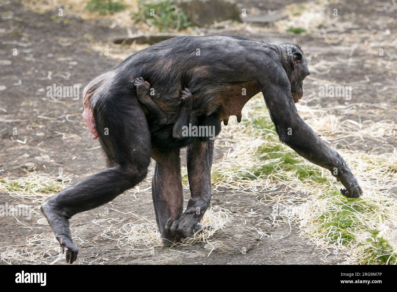 Bonobo mother fleeing with her baby Stock Photo Alamy