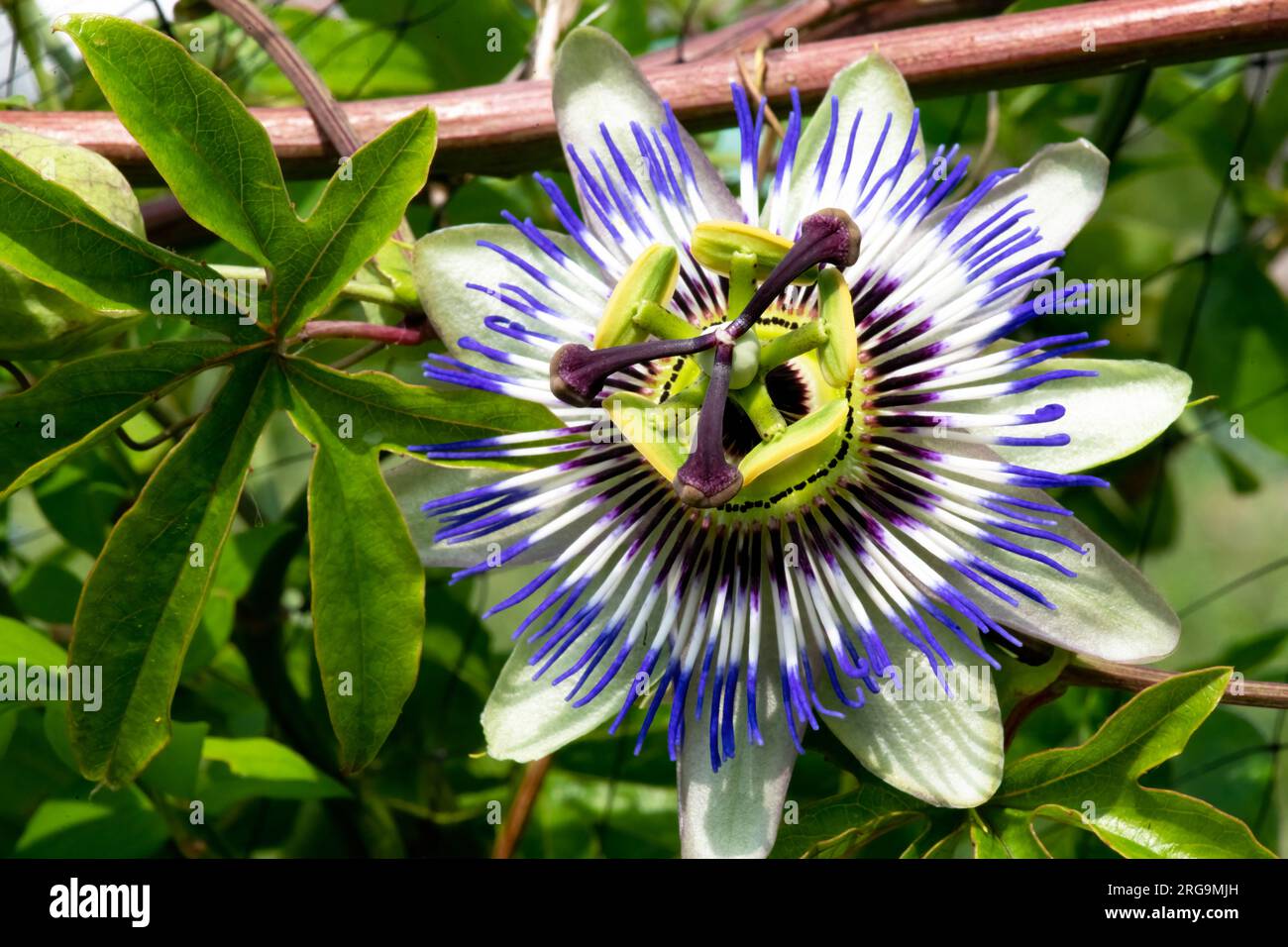 full flowing passion flower botanical name passiflora, colourful image