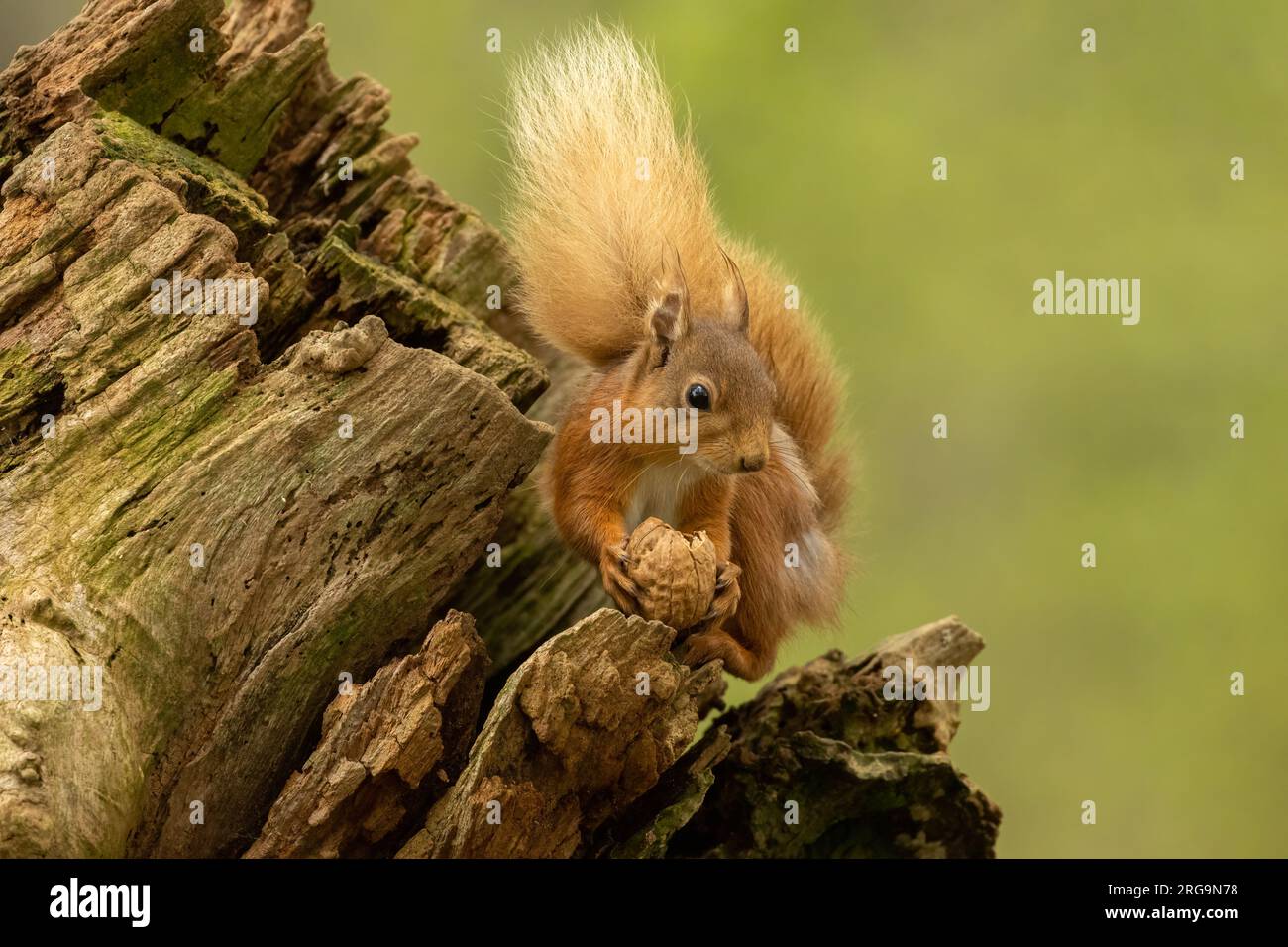 Scottish red squirrel foraging for nuts in the forest Stock Photo