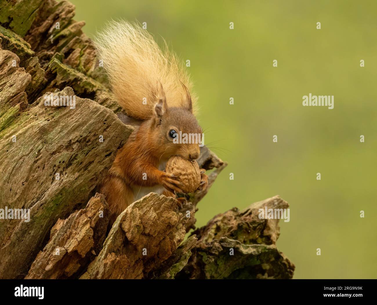 Scottish red squirrel foraging for nuts in the forest Stock Photo