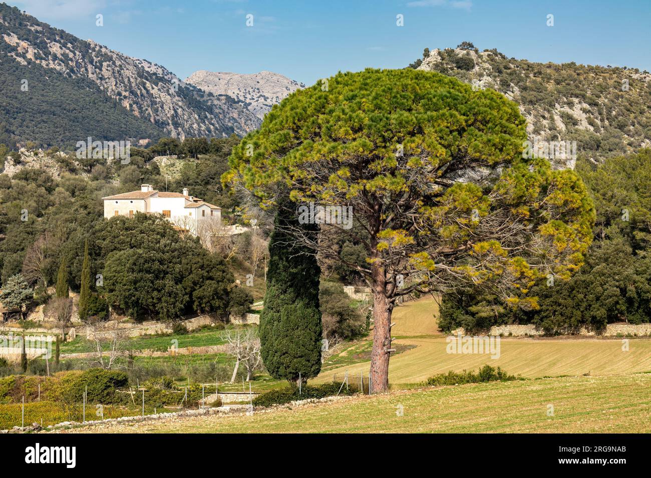 Pine tree on the outskirt of village Orient in the Serra de Tramuntana mountains in Majorca, Mallorca, Balearic Islands, Spain, Europe Stock Photo