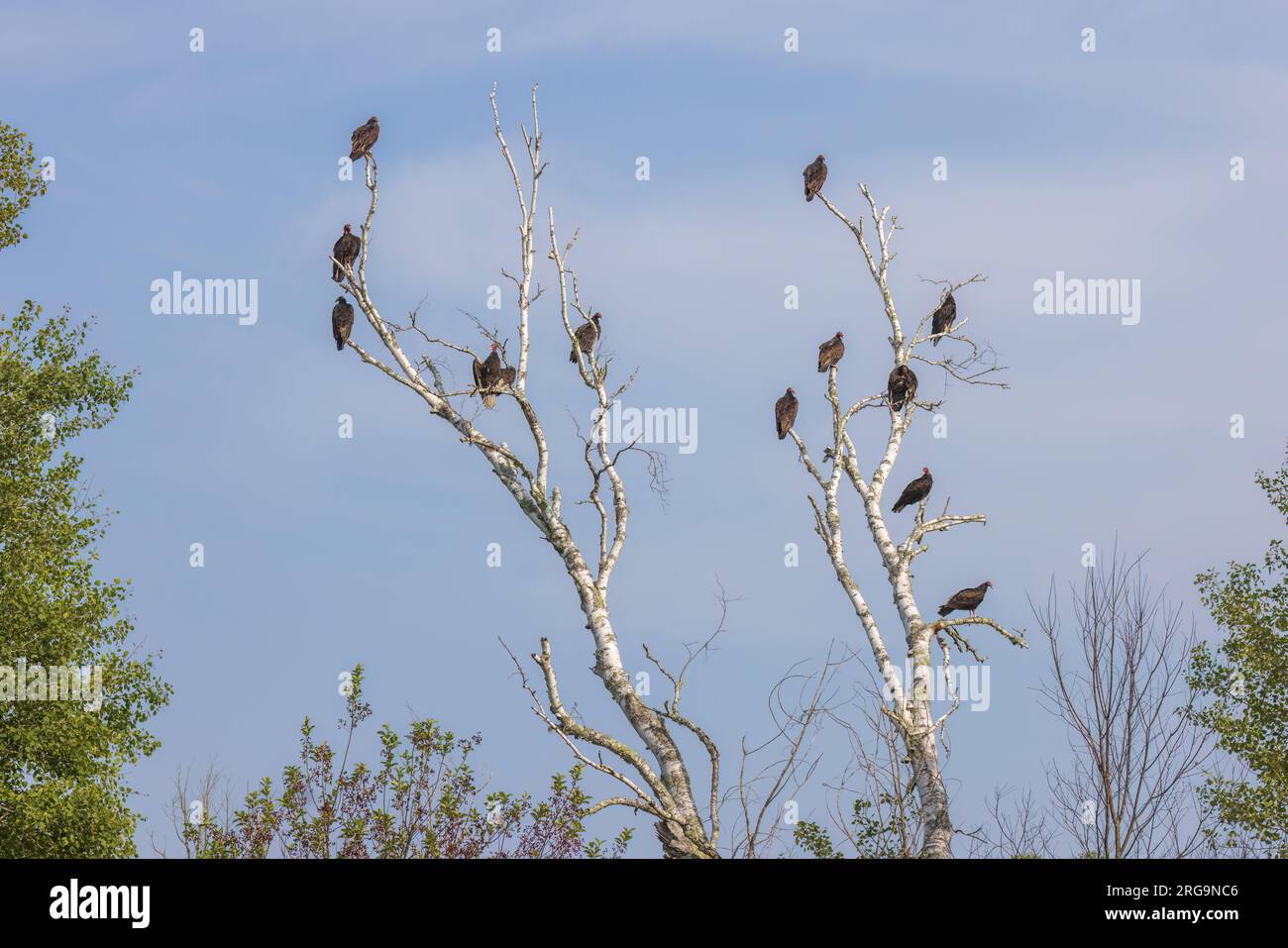 Turkey vultures in a dead birch tree in northern Wisconsin Stock Photo