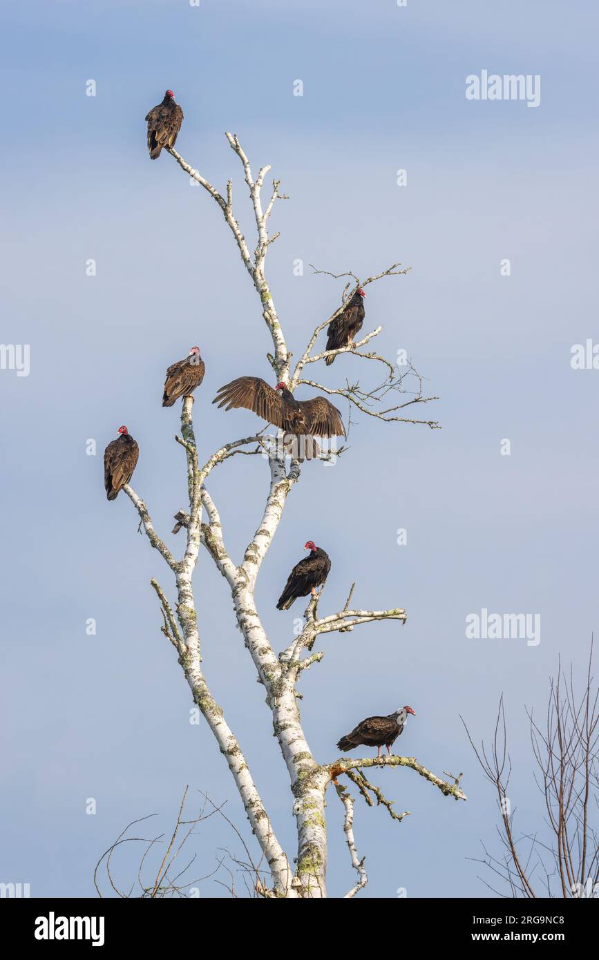 Turkey vultures in a dead birch tree in northern Wisconsin Stock Photo