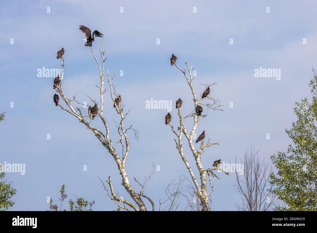 Turkey vultures in a dead birch tree in northern Wisconsin Stock Photo Alamy
