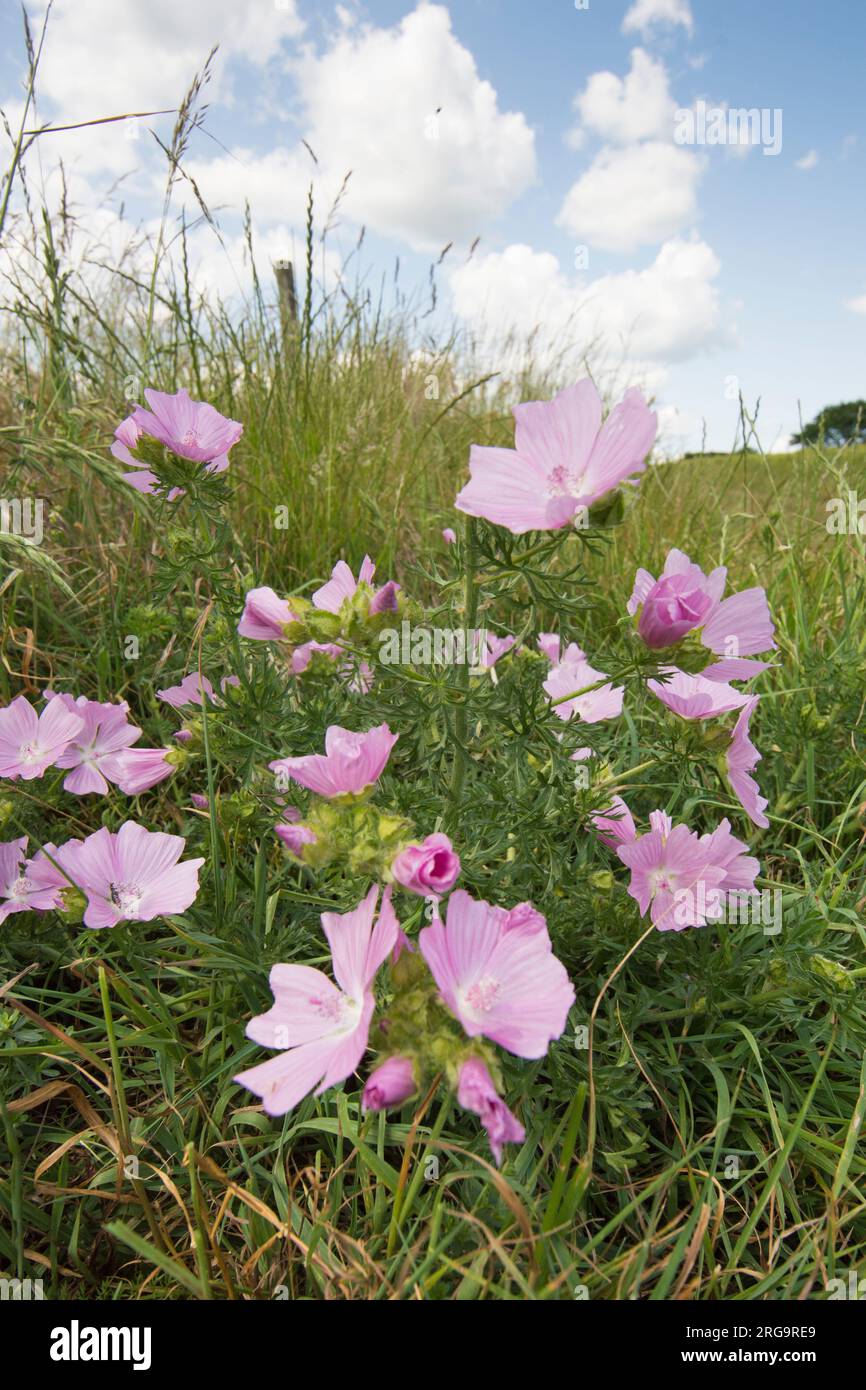Musk mallow, Malva moschata, habitat path side leading up to Halnaker Windmill, Sussex, including sky, South Downs, June Stock Photo