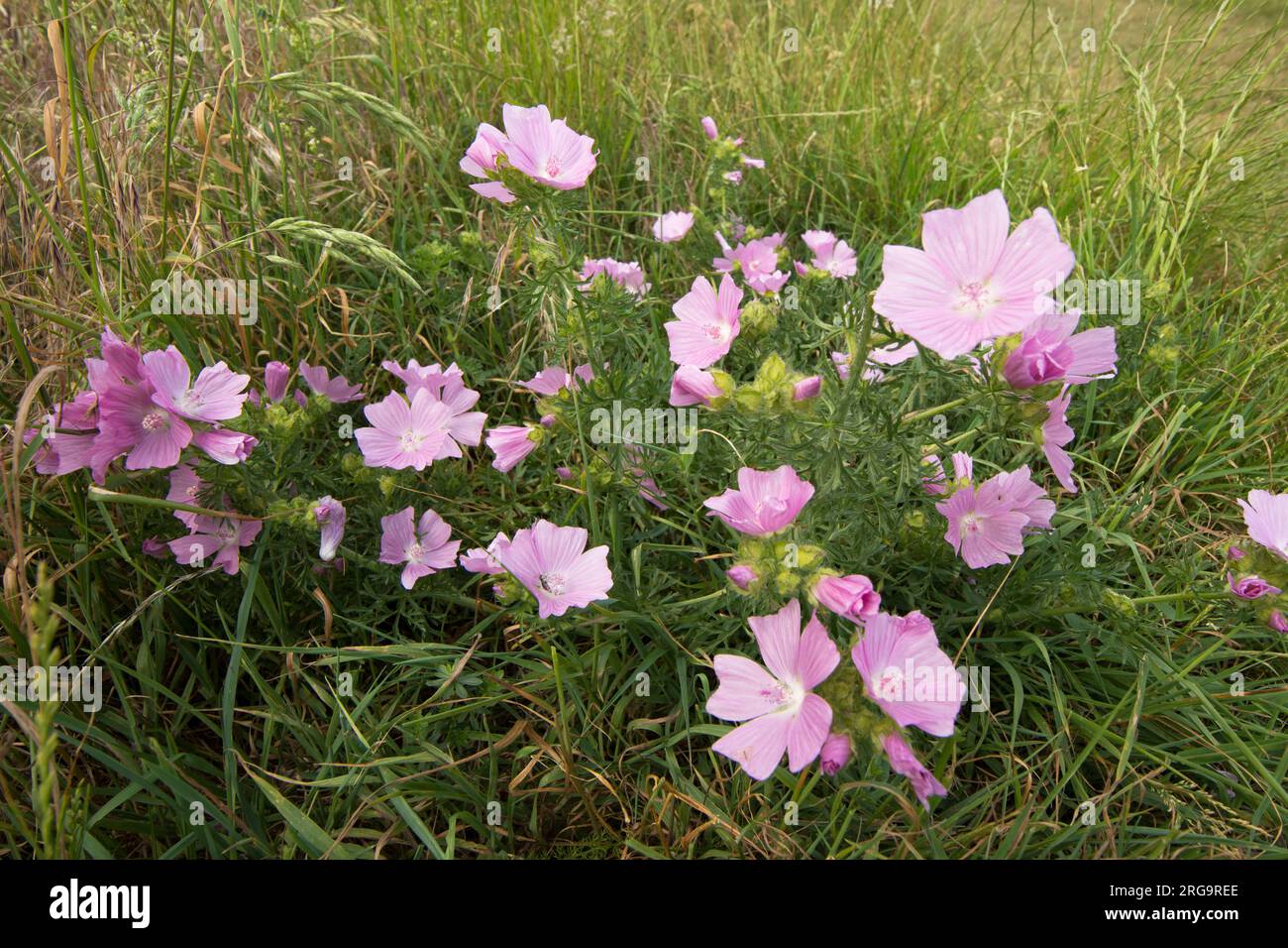 Musk mallow, Malva moschata, clump, bunch of flowers, South Downs, June Stock Photo
