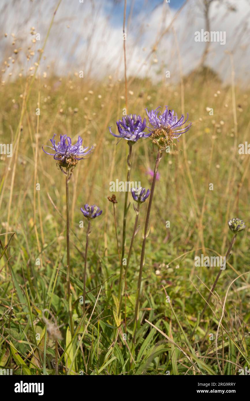 Round-headed rampion, Phyteuma orbiculare, group of rare wild flowers on Levin Down, Singleton, Sussex, July Stock Photo