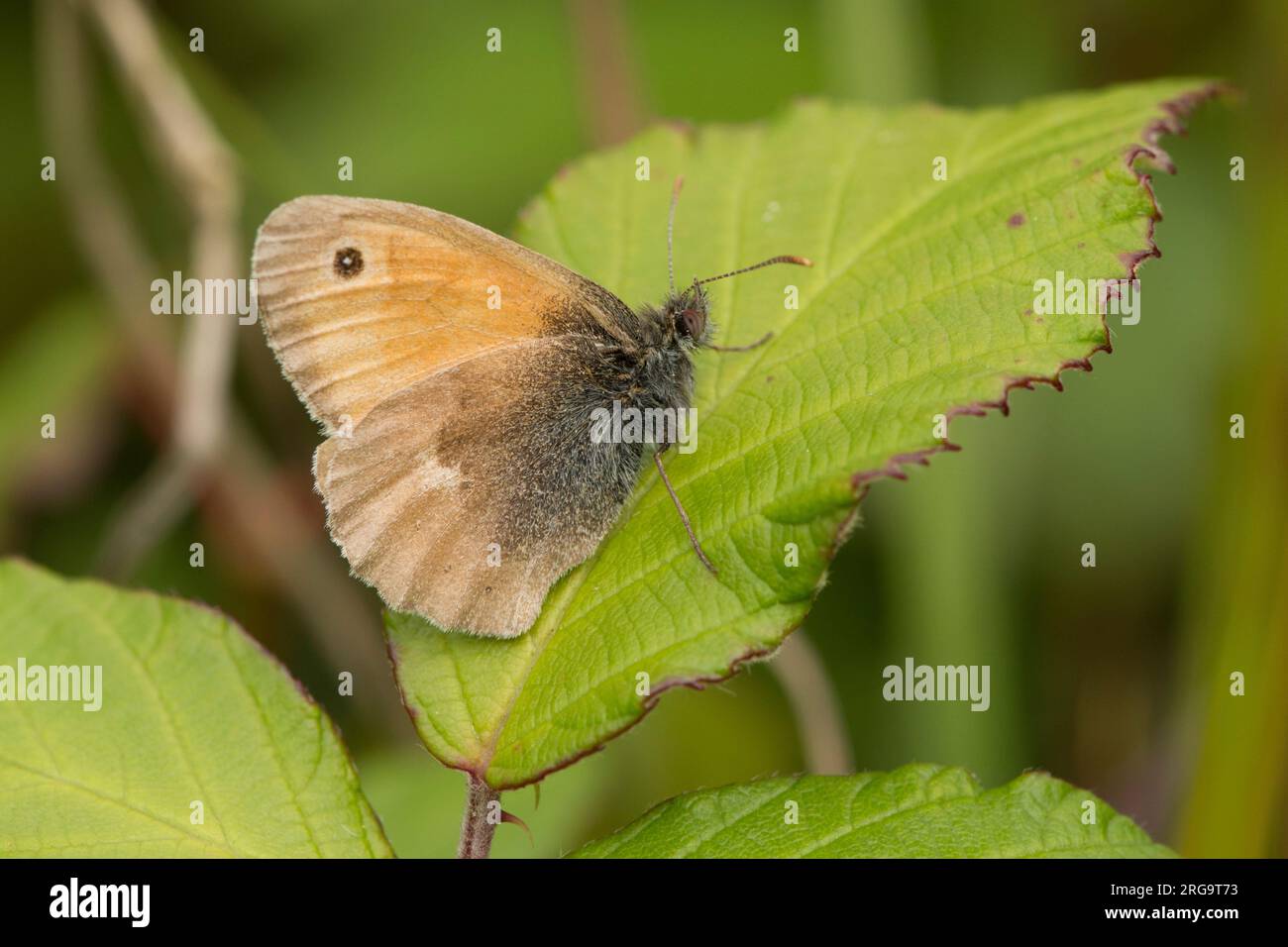 Gatekeeper or Hedge Brown, Pyronia tithonus, butterfly, underwing, Noar Hill, July Stock Photo